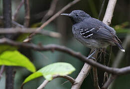 Band-tailed Antbird