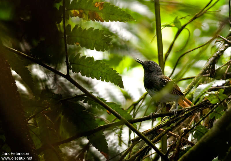 Southern Chestnut-tailed Antbird male adult, habitat, pigmentation, song