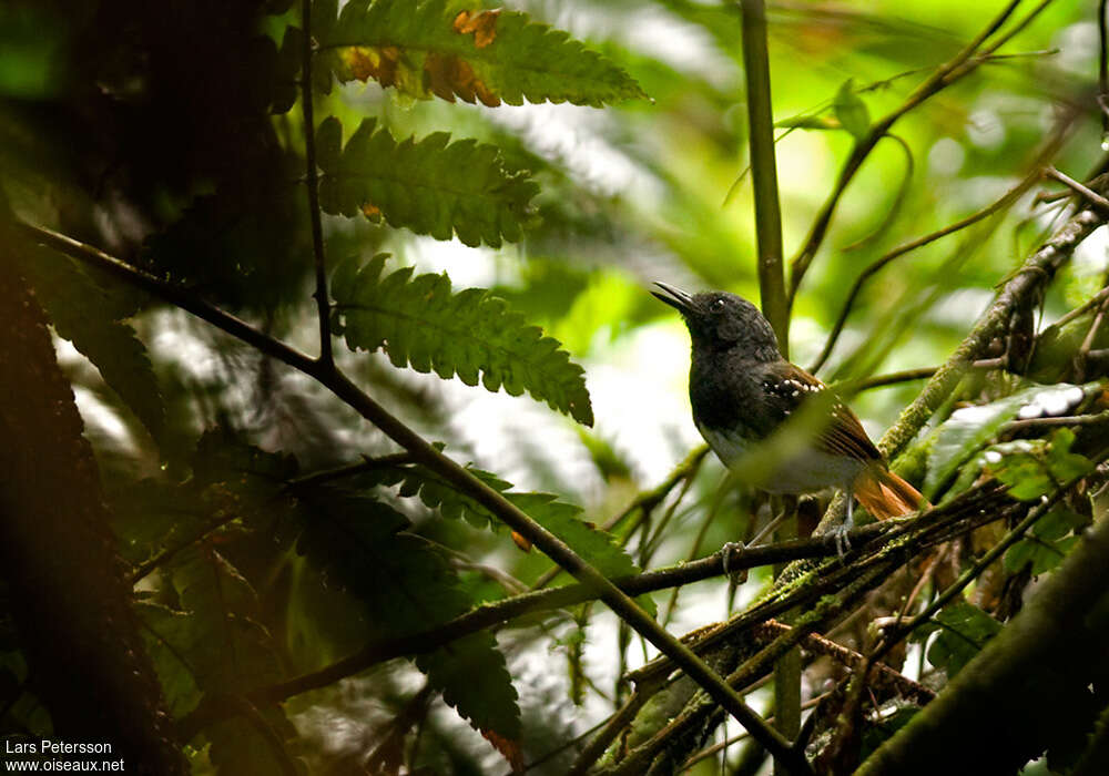 Southern Chestnut-tailed Antbird male adult, habitat, pigmentation, song