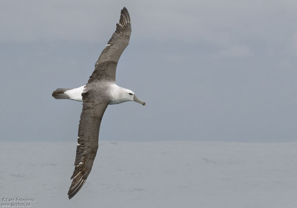 Shy Albatross