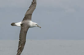 Albatros à cape blanche