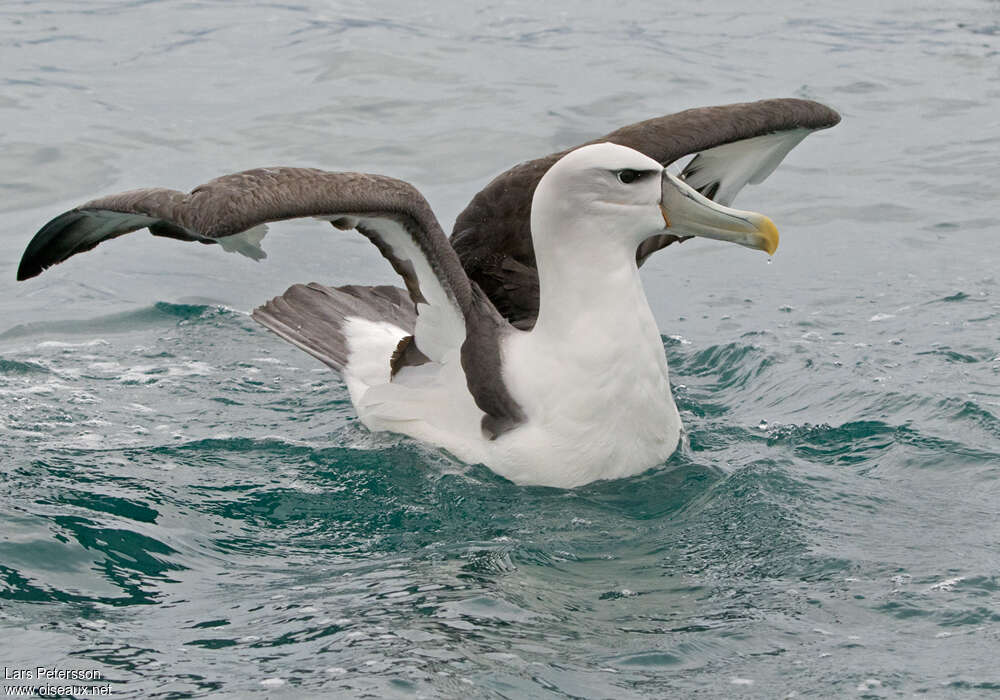 Albatros à cape blancheadulte, identification