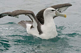 Albatros à cape blanche