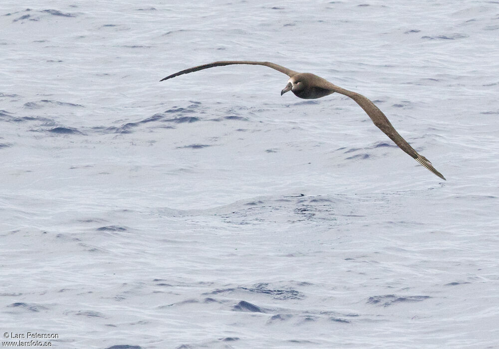 Black-footed Albatross