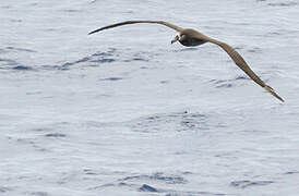 Black-footed Albatross