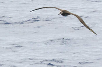 Albatros à pieds noirs