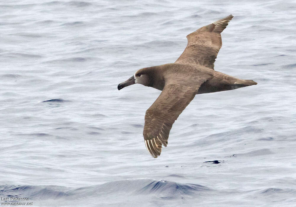 Black-footed Albatross