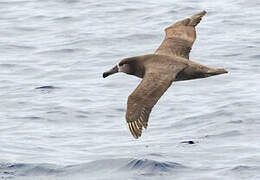 Albatros à pieds noirs