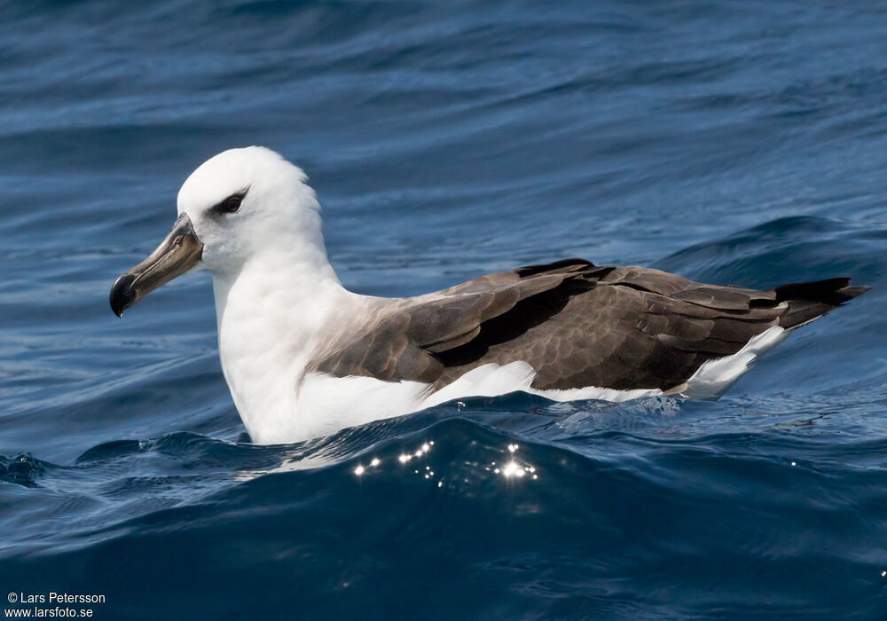 Albatros à sourcils noirs