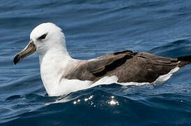 Black-browed Albatross