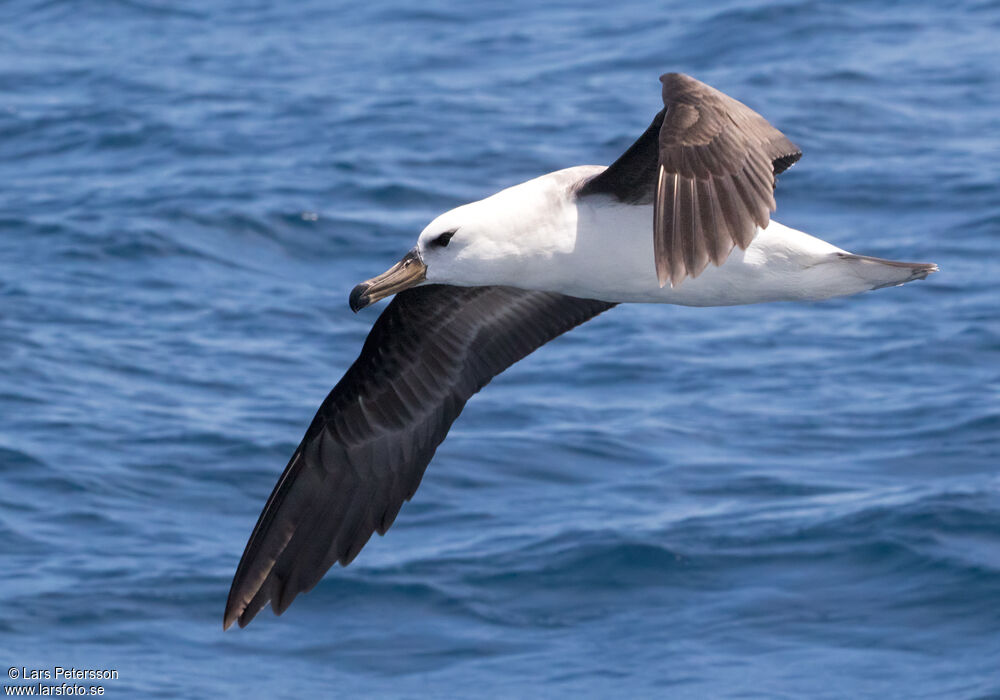 Black-browed Albatross