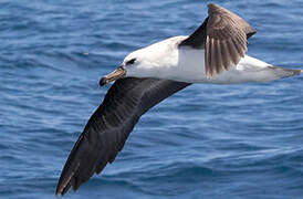 Black-browed Albatross