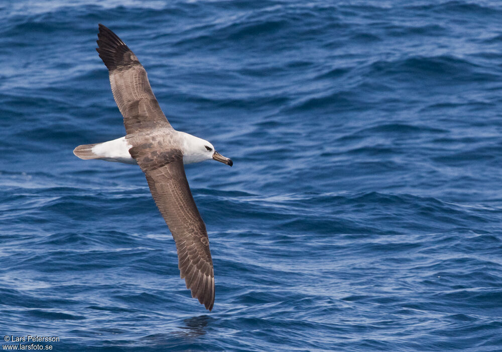 Black-browed Albatross