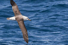 Albatros à sourcils noirs