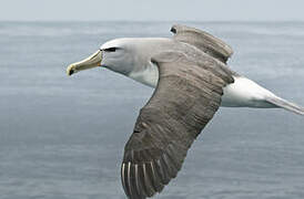 Albatros de Salvin