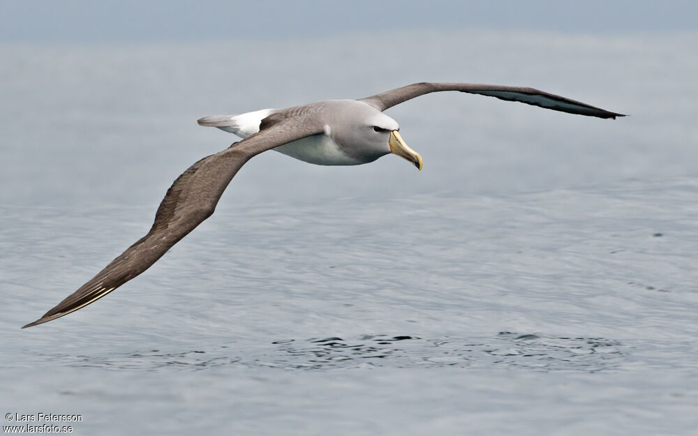 Salvin's Albatross