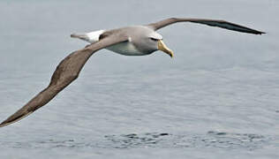 Salvin's Albatross