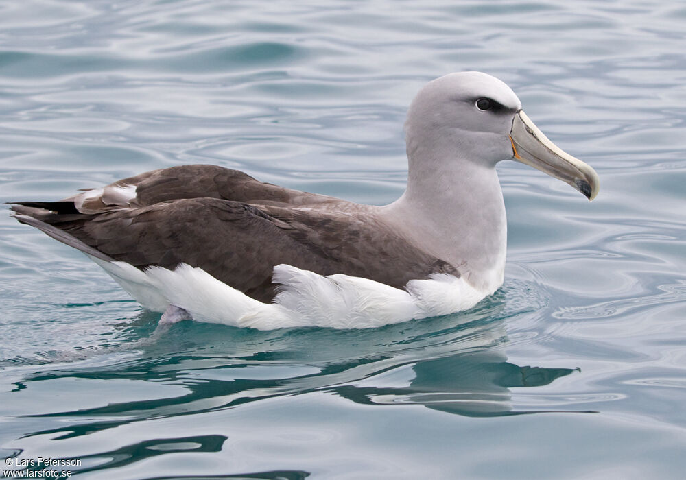 Albatros de Salvin