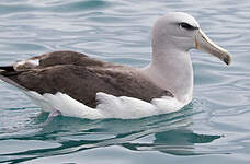 Albatros de Salvin