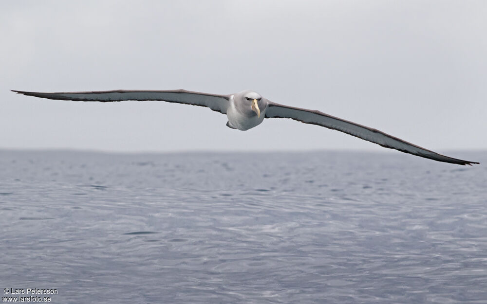 Albatros de Salvin