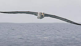 Albatros de Salvin