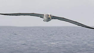 Salvin's Albatross