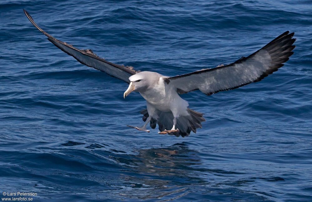 Albatros de Salvin