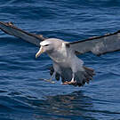 Albatros de Salvin