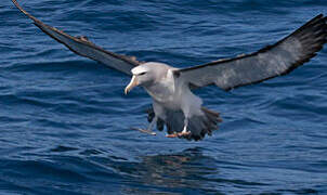 Albatros de Salvin