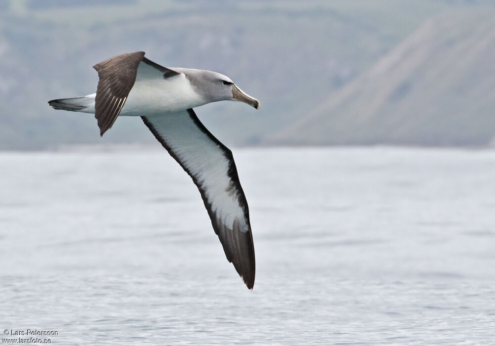 Albatros de Salvin