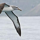 Albatros de Salvin
