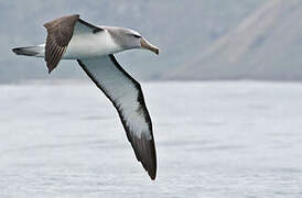 Salvin's Albatross