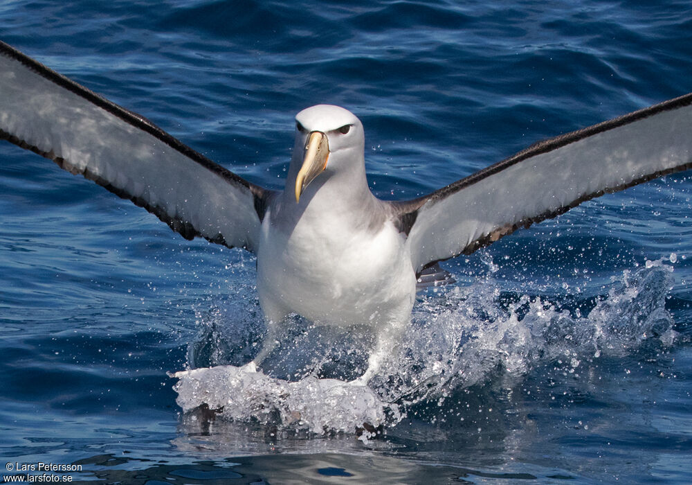 Salvin's Albatross