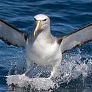 Albatros de Salvin