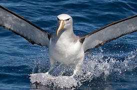 Salvin's Albatross