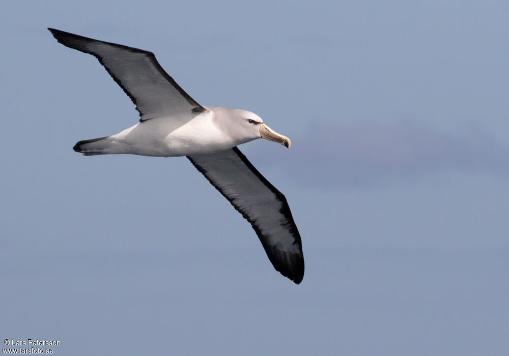 Albatros de Salvin