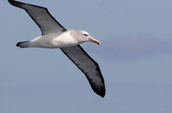 Albatros de Salvin