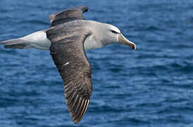 Salvin's Albatross