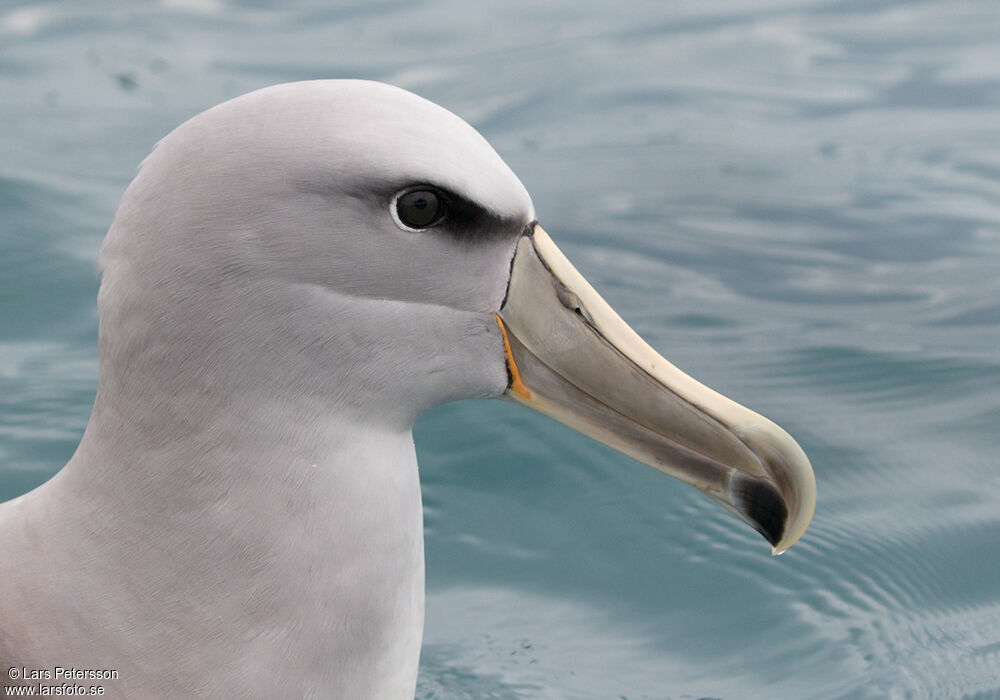 Salvin's Albatross