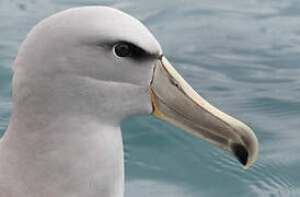 Salvin's Albatross