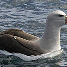 Albatros de Salvin