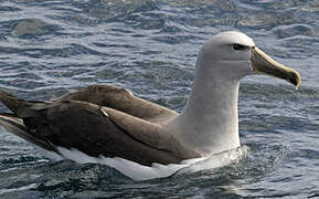 Albatros de Salvin