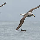 Albatros de Salvin