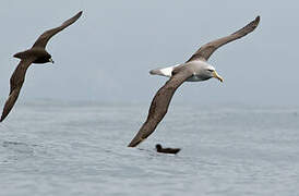 Albatros de Salvin