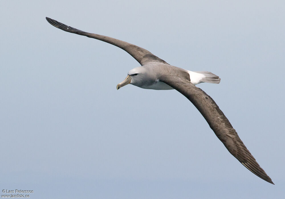 Albatros de Salvin