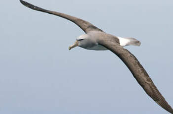 Albatros de Salvin