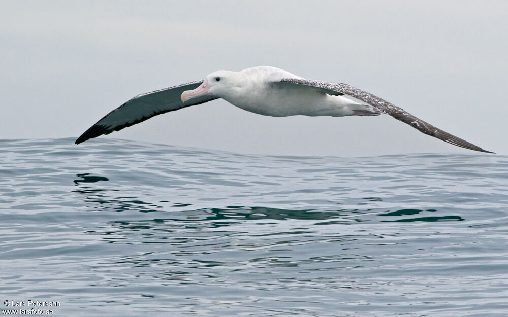 Antipodean Albatross