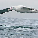 Albatros des Antipodes