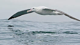 Albatros des Antipodes