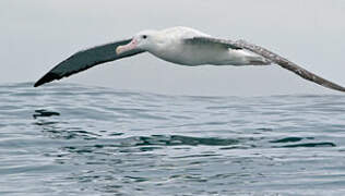 Albatros des Antipodes